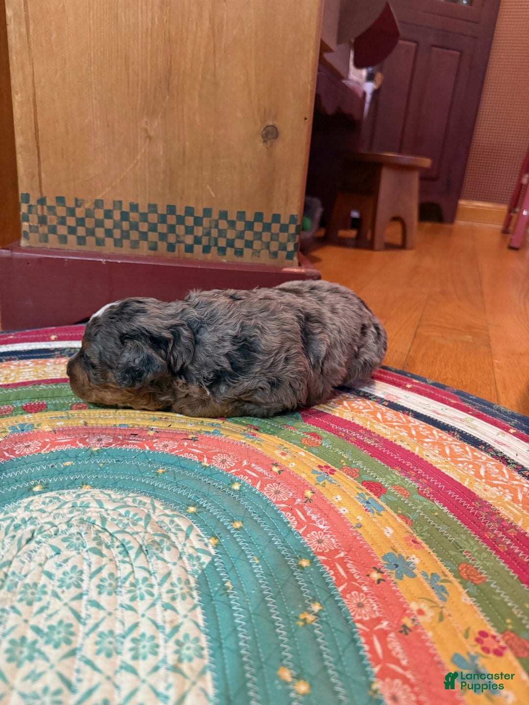 Mini Bernedoodle dogs for sale: Oakley - Ad 2