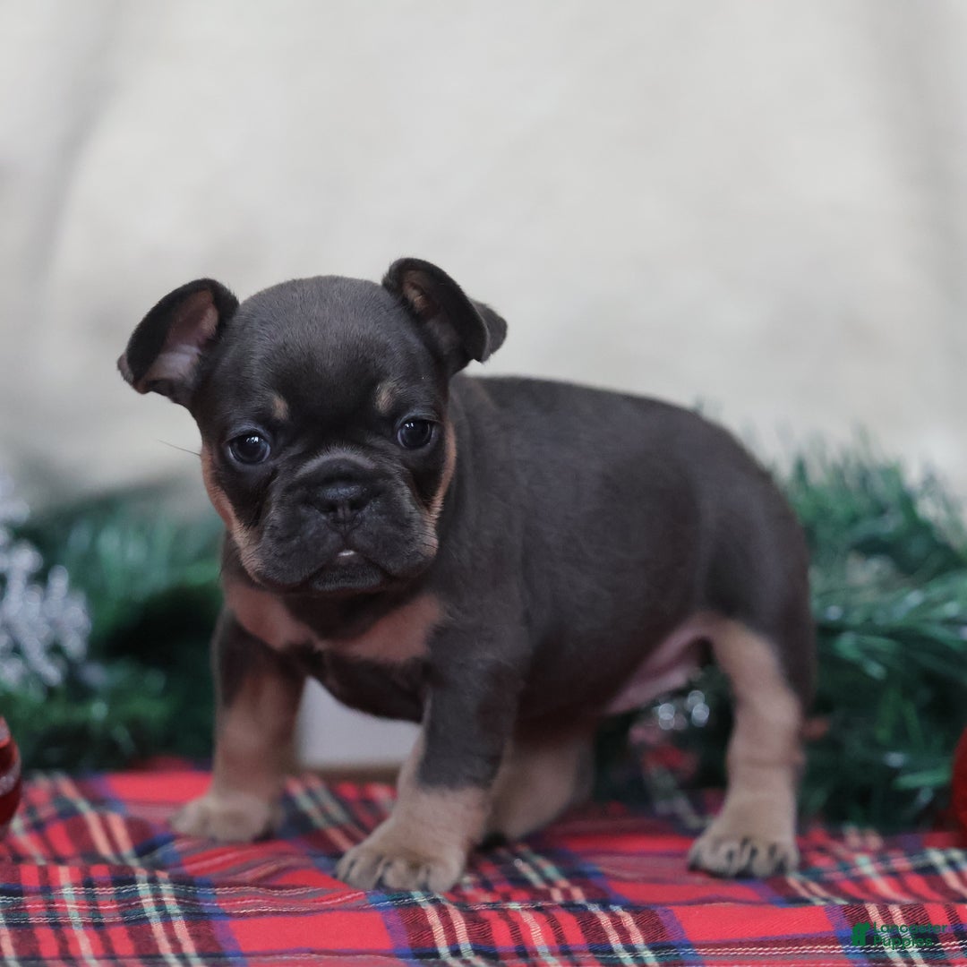 French Bulldog dogs for sale: Ashley  - Ad 5