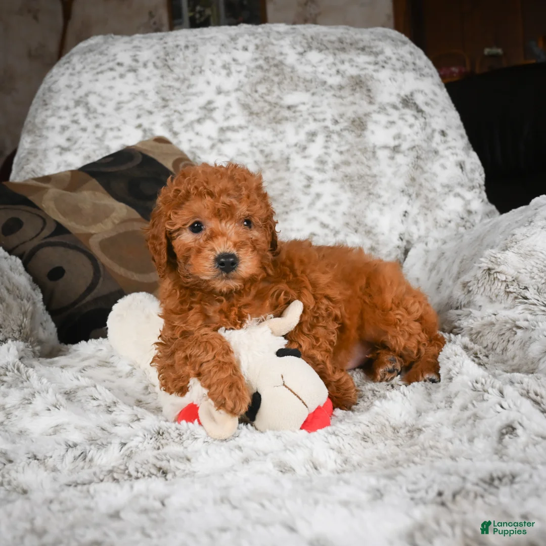 Cavapoo dogs for sale: Carl - Ad 5