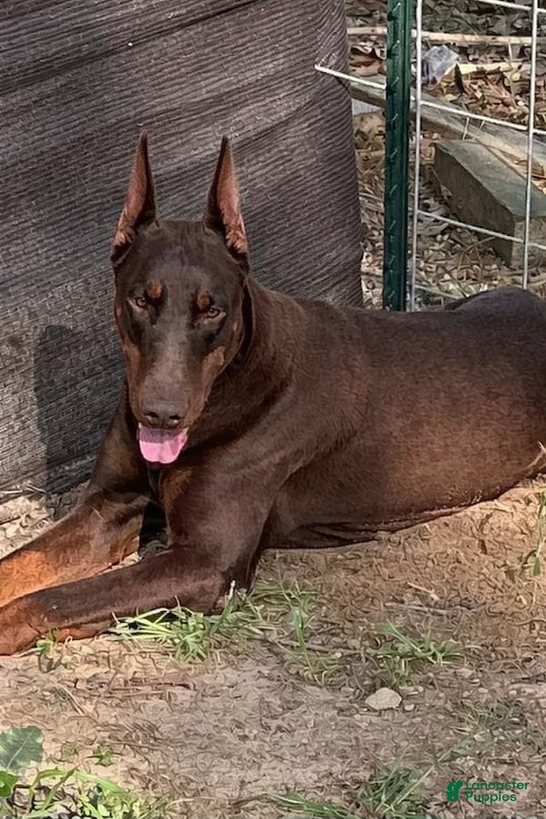 Doberman Pinscher dogs for sale: Doberman Pinscher Puppy 2 - Ad 3