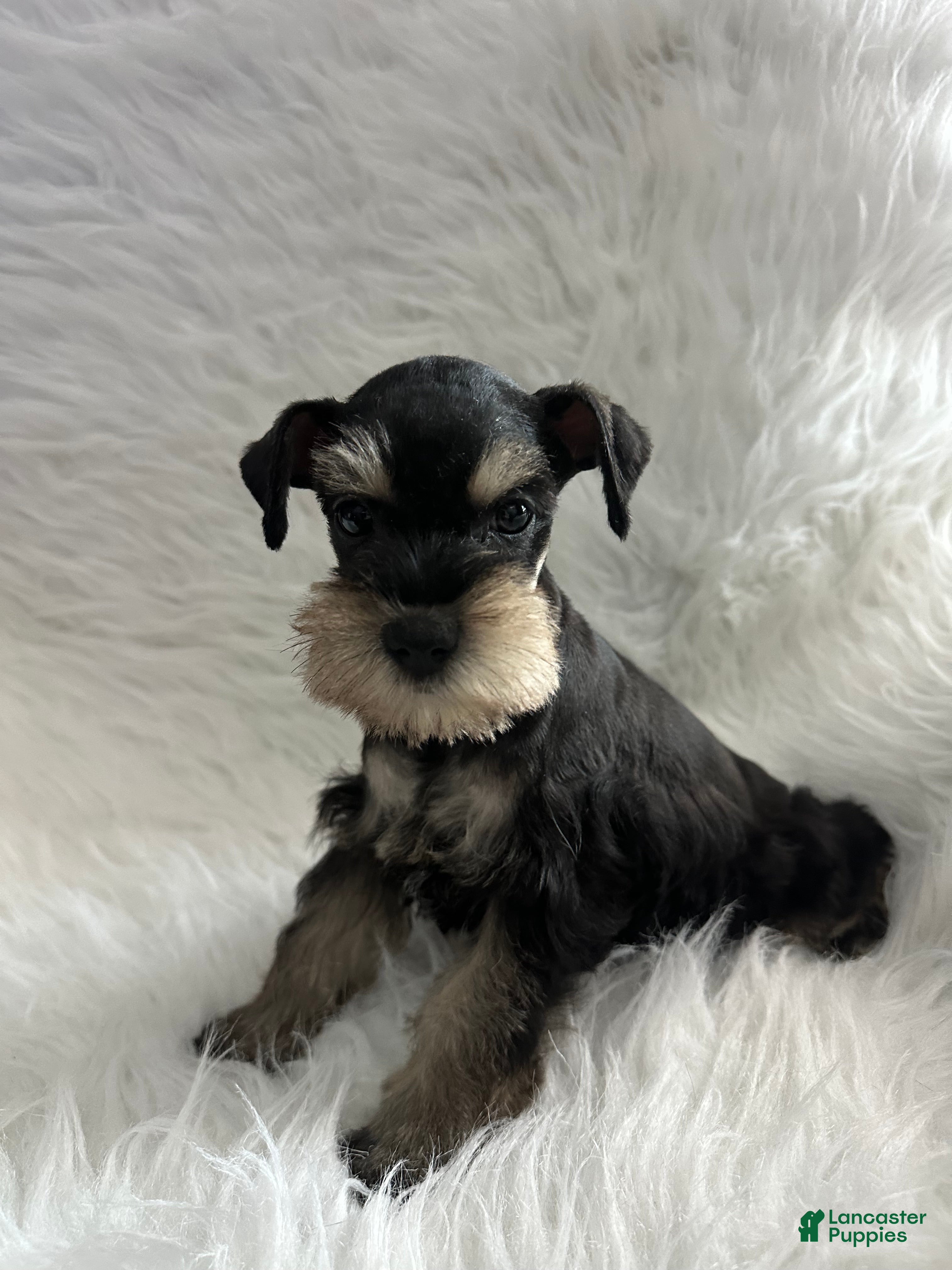 Miniature Schnauzer dogs Noel  - Ad 3
