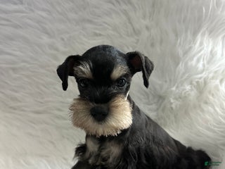 Miniature Schnauzer dogs Noel - Ad 3