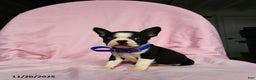 Boston Terrier dogs for sale: Tara - Ad 4