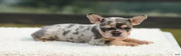 French Bulldog dogs for sale: Issy - Ad 10