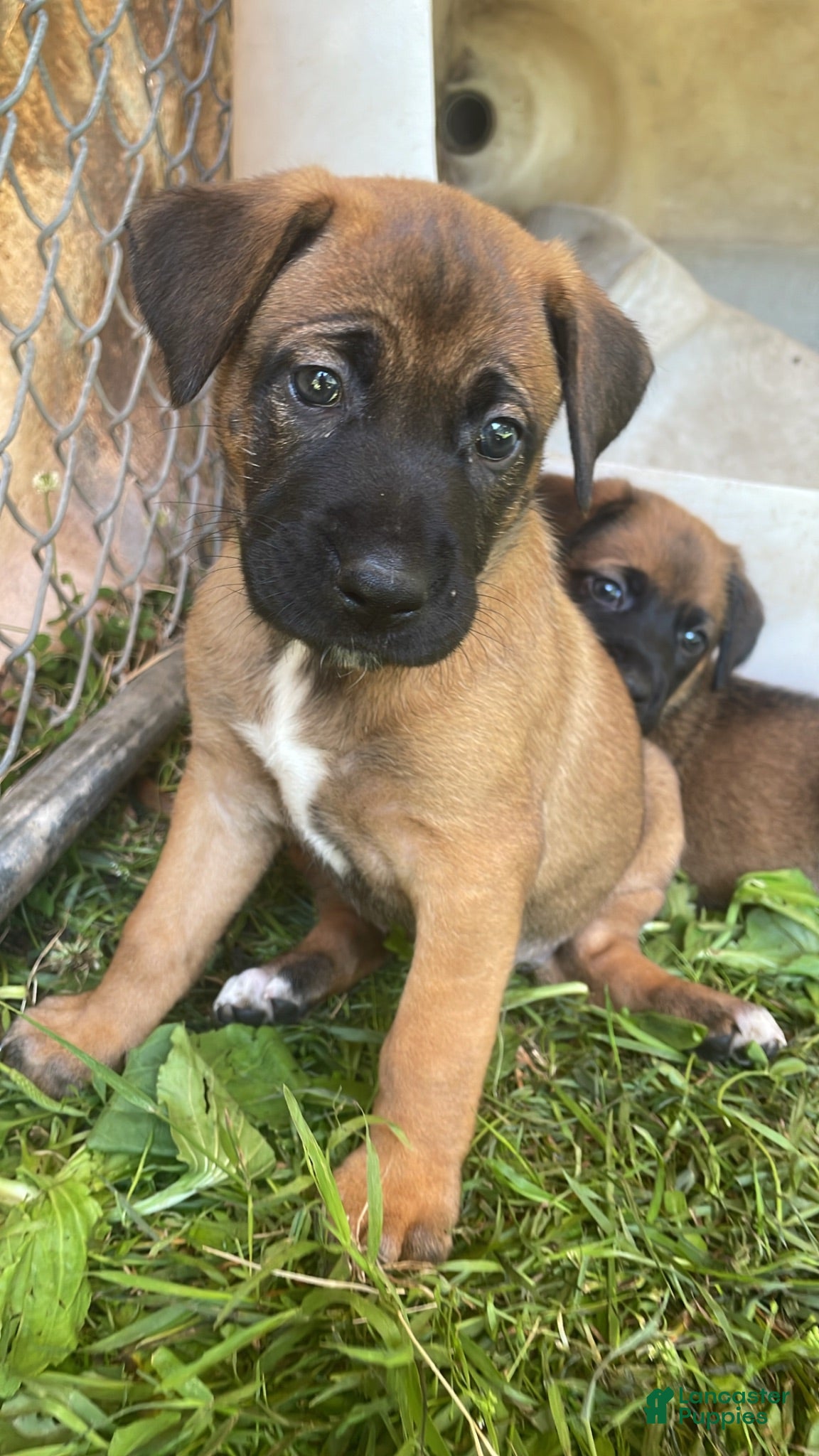 Mixed Breed dogs Mixed Breed 2 - Ad 19