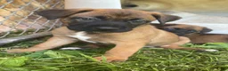 Mixed Breed dogs for sale: Mixed Breed 2 - Ad 1
