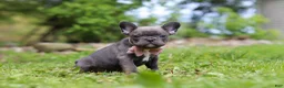 French Bulldog dogs for sale: Darla - Ad 6