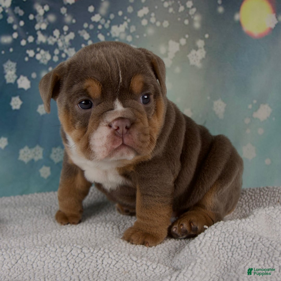 Mixed Breed dogs for sale: Flicka - Ad 5