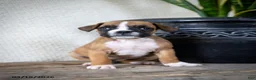 Boxer dogs for sale: Mandy - Ad 2