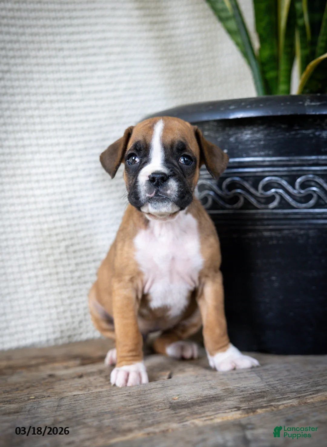 Boxer dogs for sale: Mandy - Ad 2