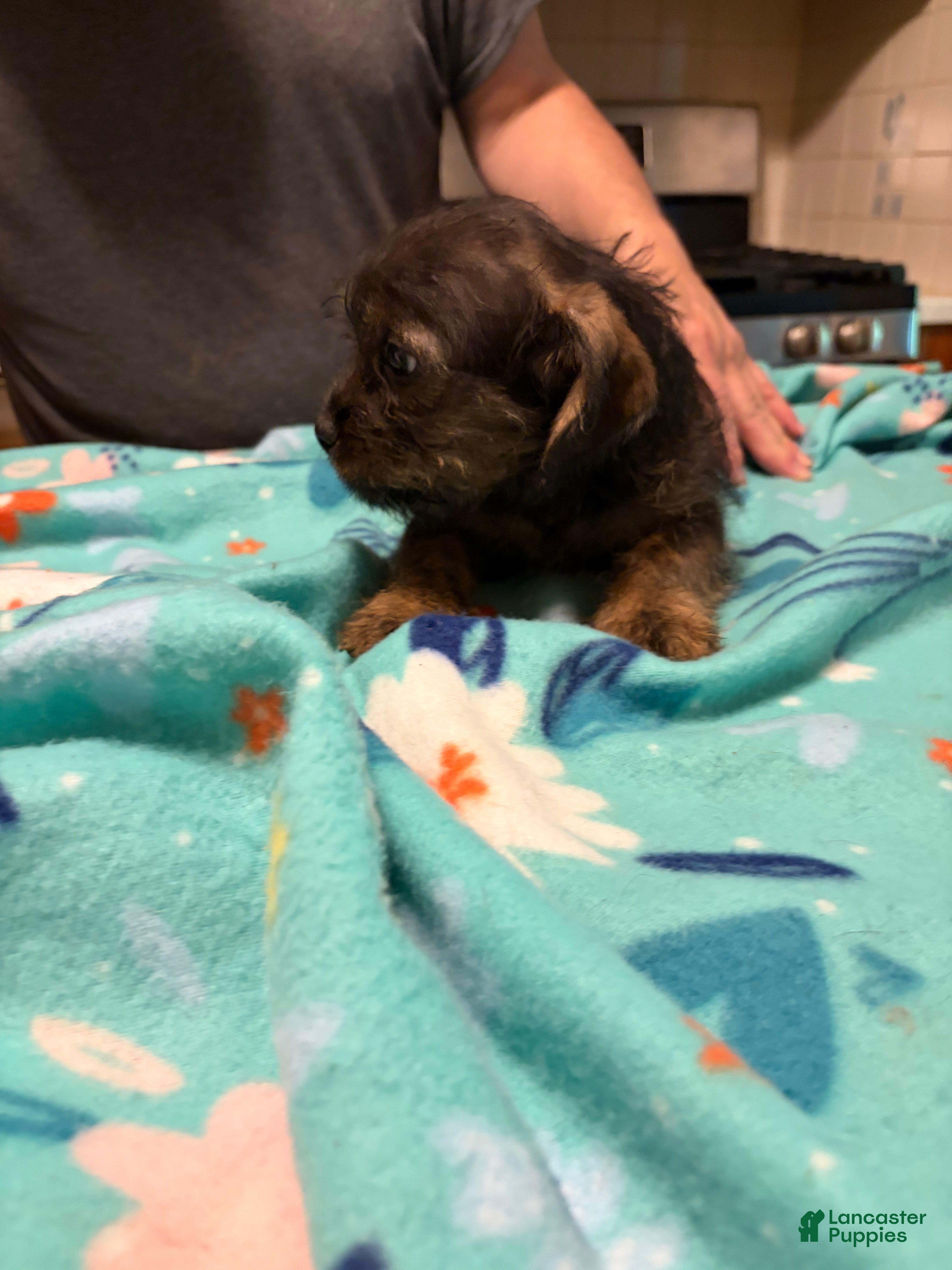 Mixed Breed dogs Paulie Frenchie-Doodle  - Ad 2