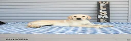 Goldador dogs for sale: Kiwi - Ad 3