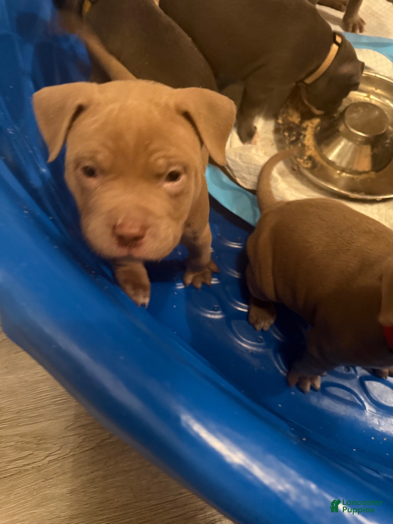 American Bully dogs American Bully 5 - Ad 12