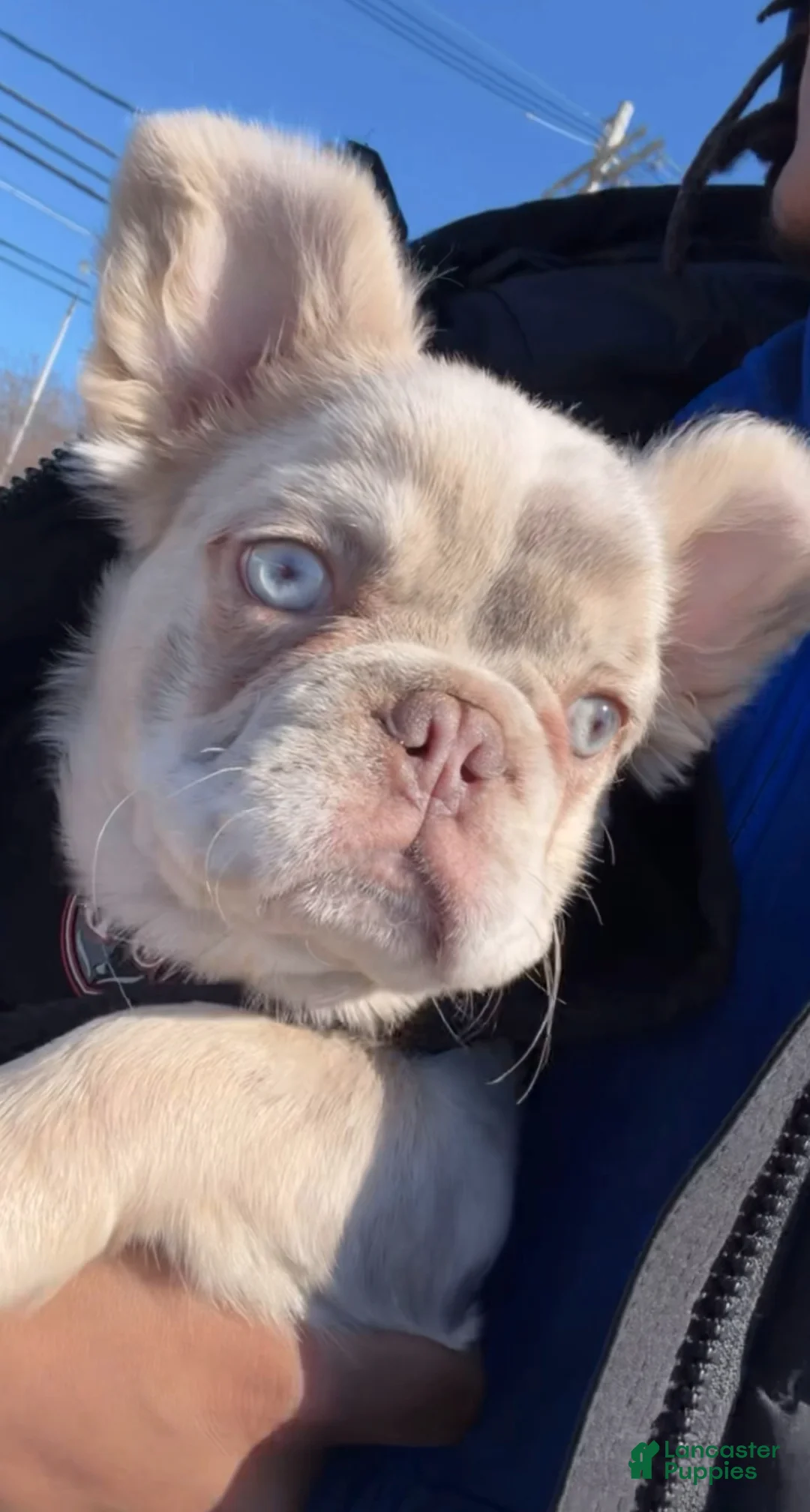 French Bulldog dogs for stud: knuckles - Ad 1