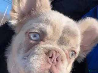 French Bulldog dogs knuckles - Ad 11