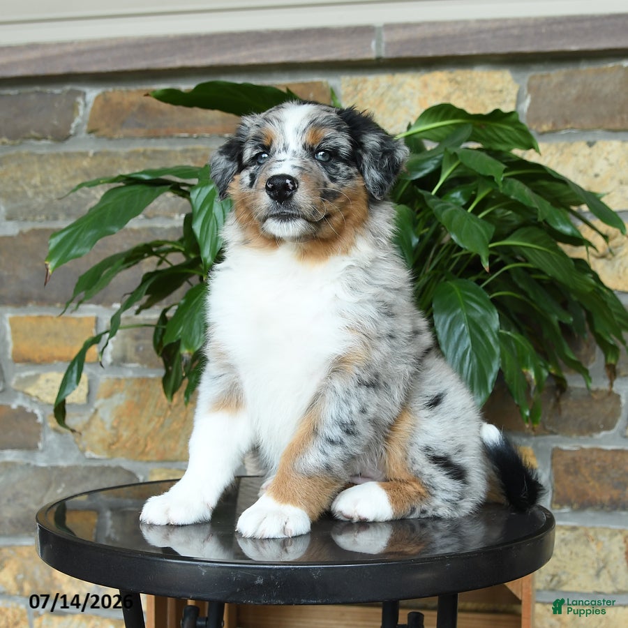 Australian Shepherd dogs Miley - Ad 2