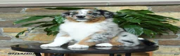 Australian Shepherd dogs for sale: Miley - Ad 2
