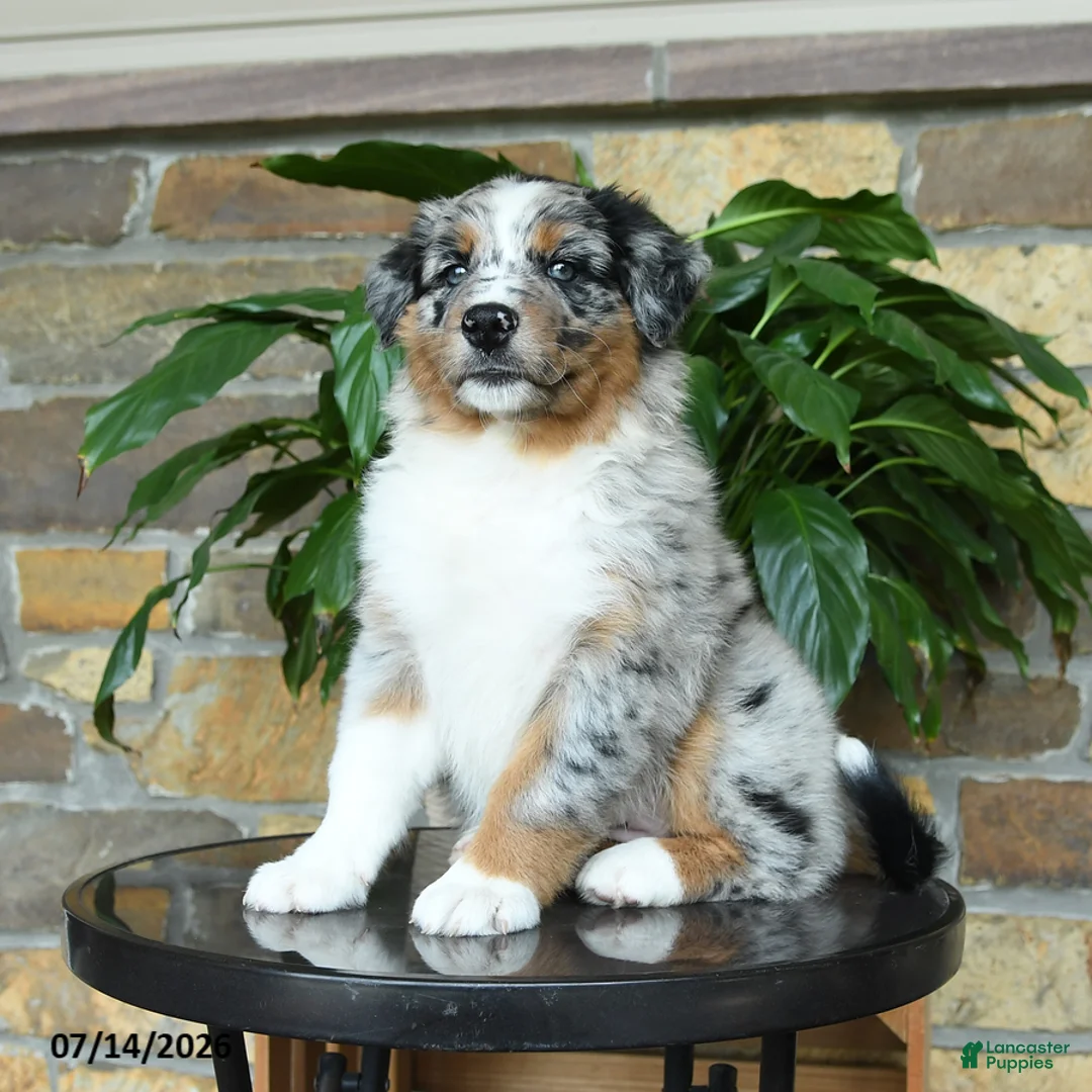 Australian Shepherd dogs for sale: Miley - Ad 2