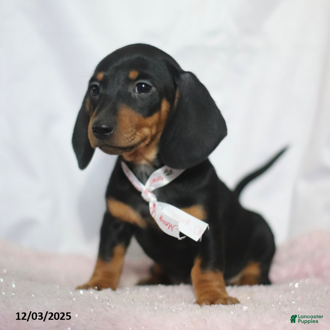 Dachshund dogs for sale: Mandy - Ad 4