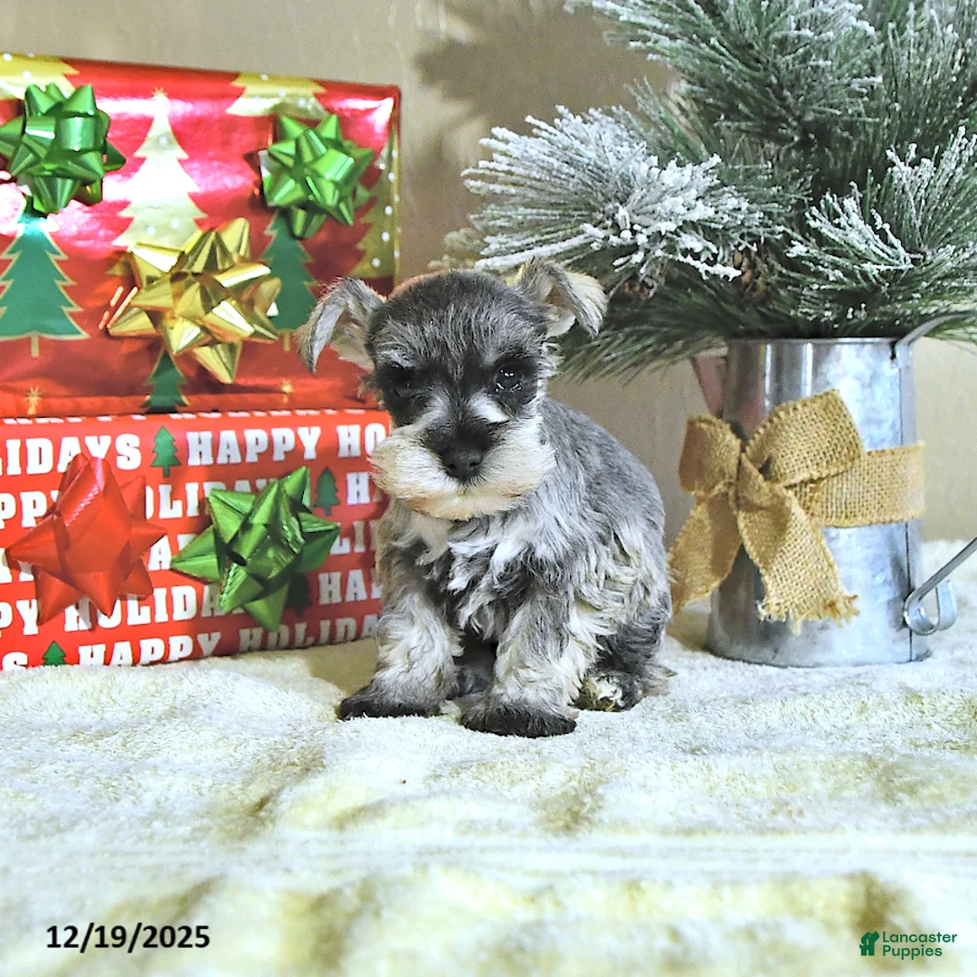 Miniature Schnauzer dogs for sale: Nick  - Ad 9