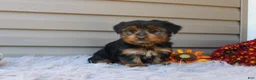 Yorkshire Terrier dogs for sale: Master - Ad 4