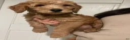 Goldendoodle dogs for sale: Rosie  - Ad 3