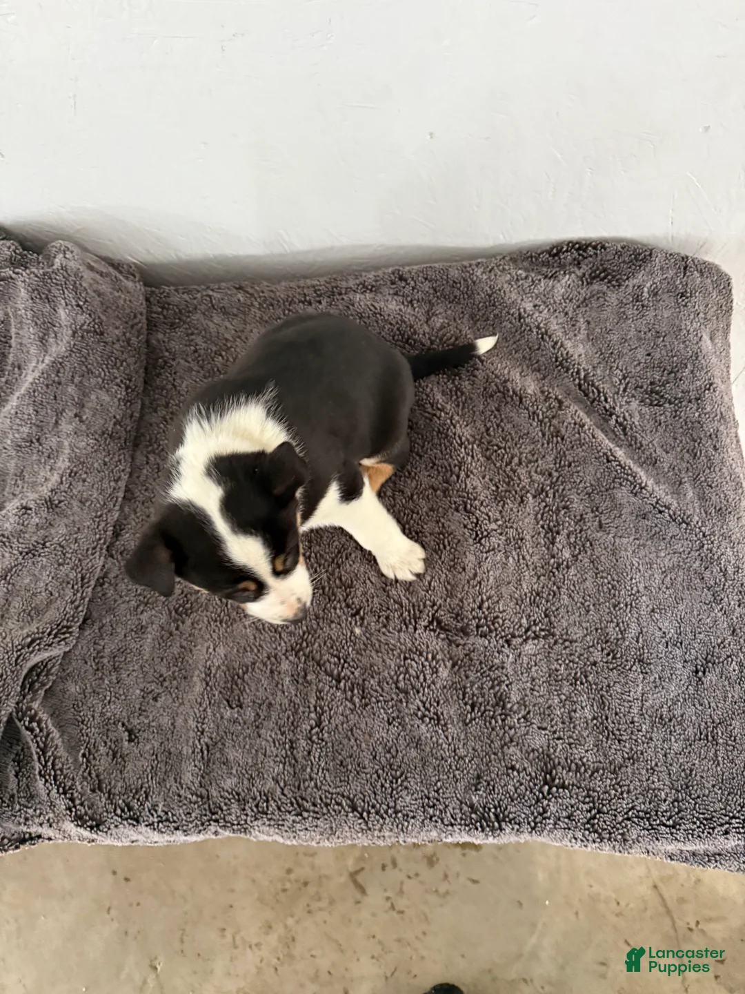 Mixed Breed dogs for sale: Buster - Ad 6