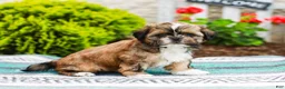 Shih Tzu dogs for sale: Barley (Raised in Home, Crate Trained & Potty Training!) - Ad 2
