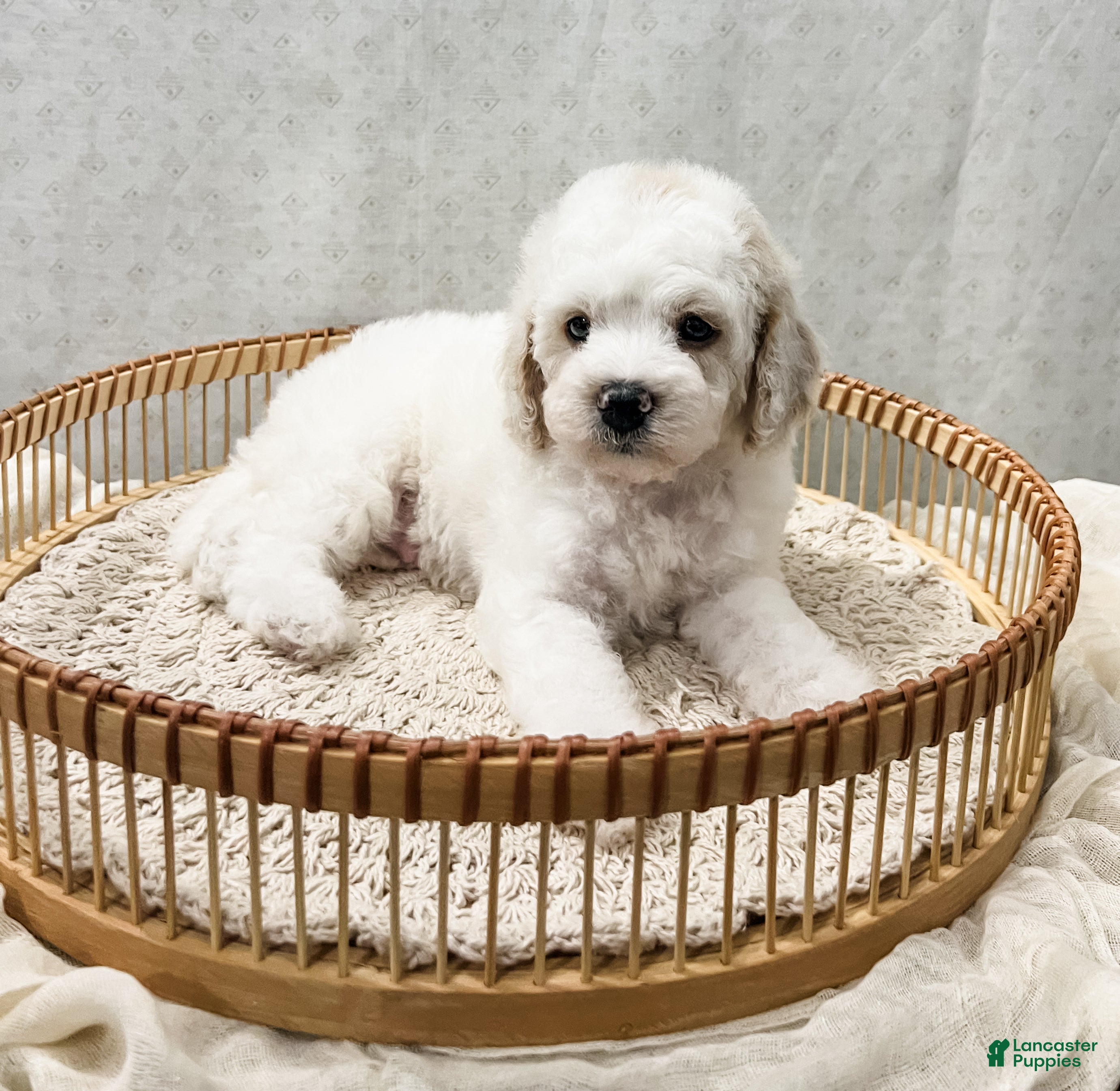 Cavapoo dogs Scout - Ad 2