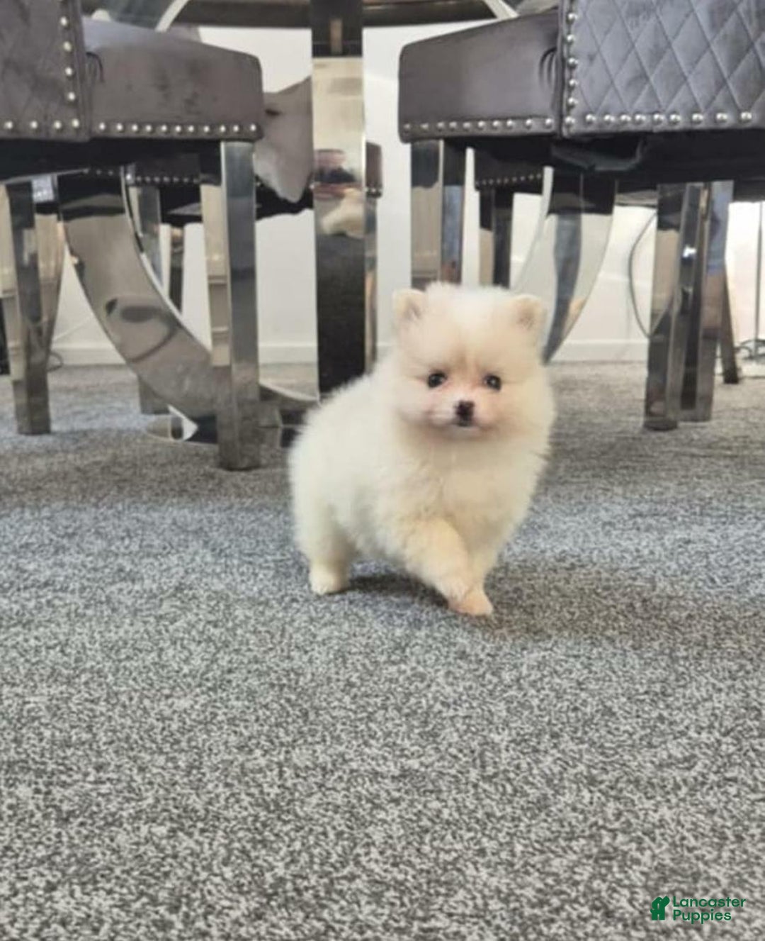 Pomeranian dogs for sale: James - Ad 6