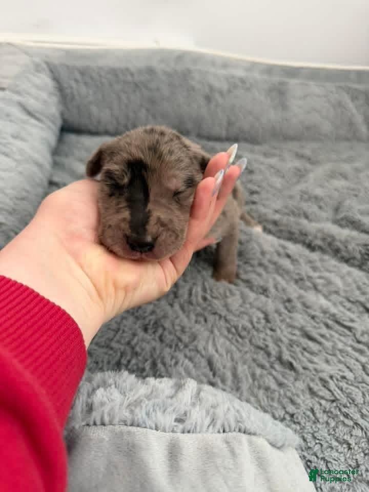 Mixed Breed dogs Neon - Ad 7