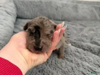 Mixed Breed dogs Neon - Ad 40