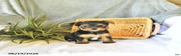Yorkshire Terrier dogs for sale: Tilly - Ad 3