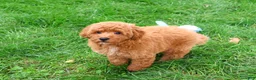 Mini Goldendoodle dogs for sale: Denny - Ad 6