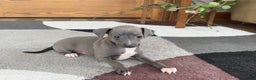 Italian Greyhound dogs for sale: Kk - Ad 4