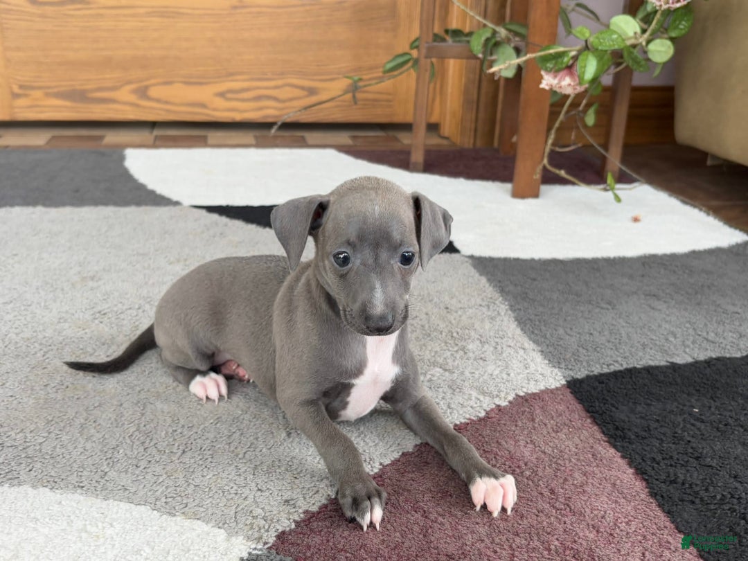 Italian Greyhound dogs for sale: Kk - Ad 4