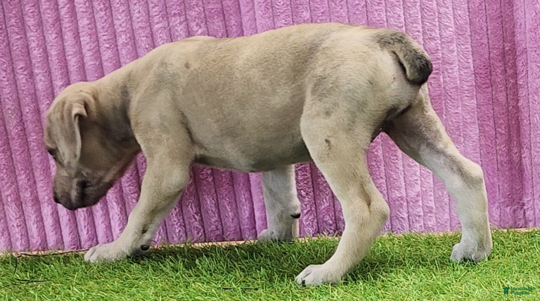 Catahoula Leopard Dog dogs for sale: Duchess 2025 Female 2 - Ad 13