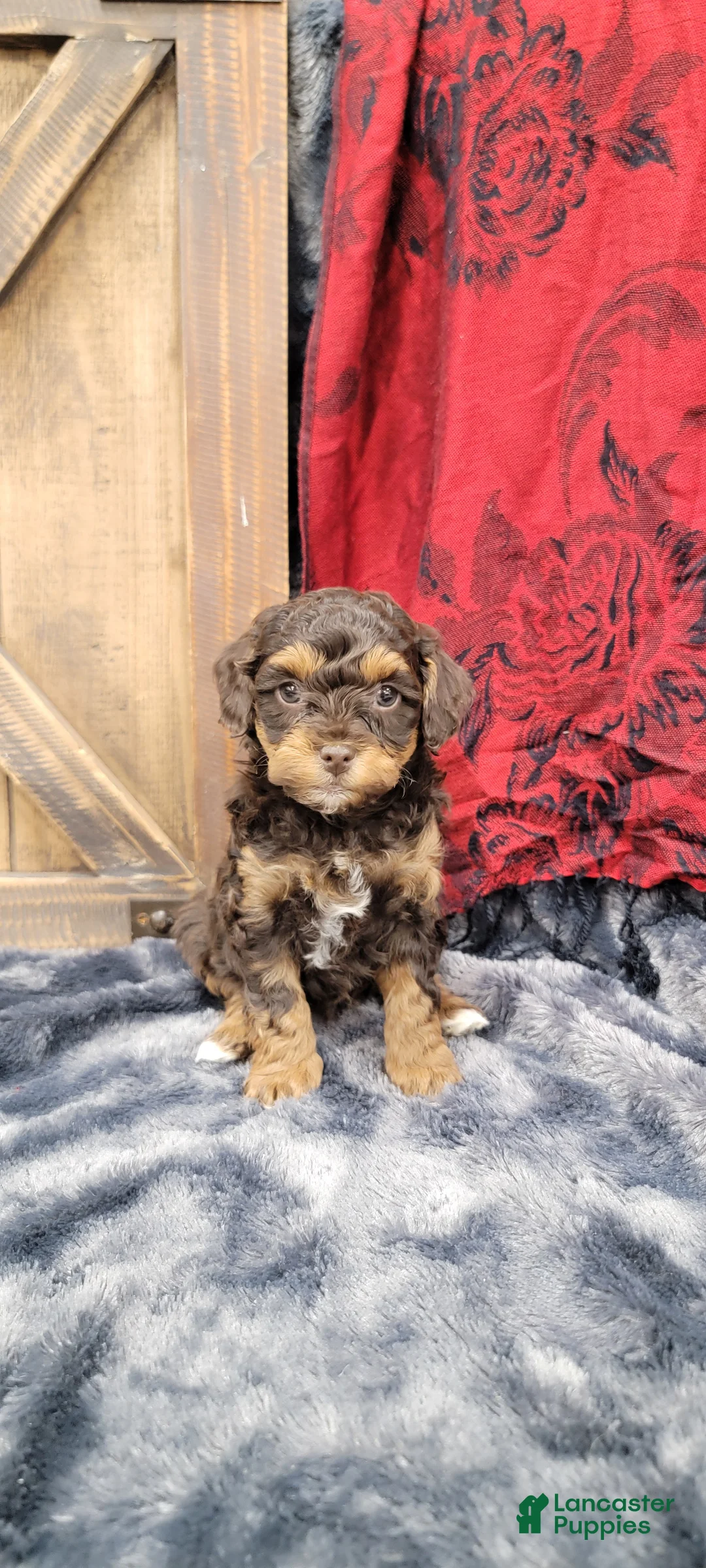 Cockapoo dogs for sale: Star - Ad 8