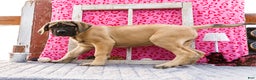 English Mastiff dogs for sale: Zeke - Ad 5