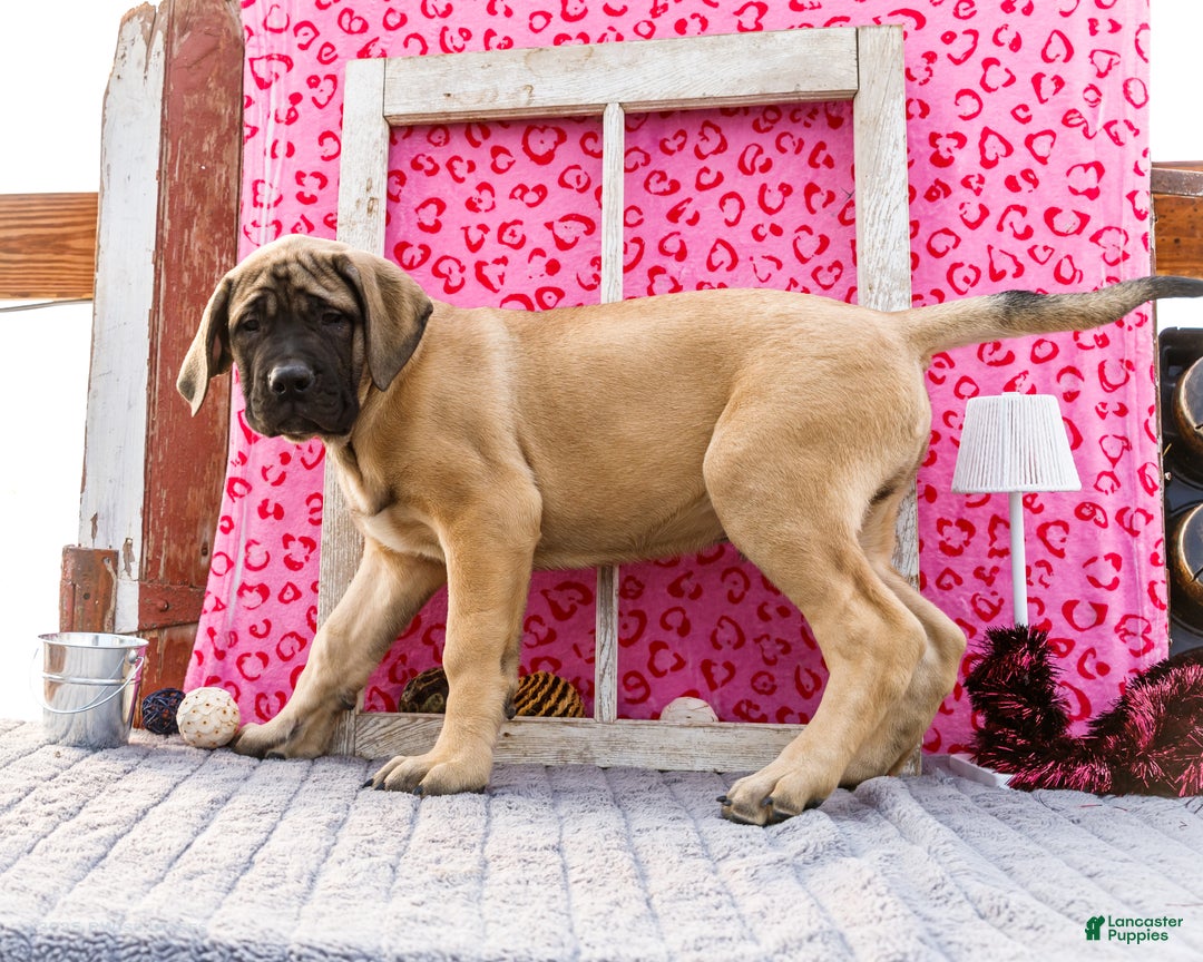 English Mastiff dogs for sale: Zeke - Ad 5