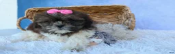 Shih Tzu dogs for sale: RUBY - Ad 1