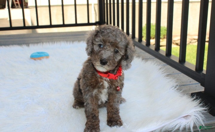Miniature Poodle dogs Archie  - Ad 1