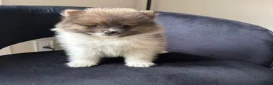 kyle 
