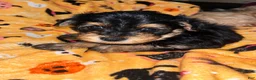 Yorkiepoo dogs for sale: Alfalfa  - Ad 2