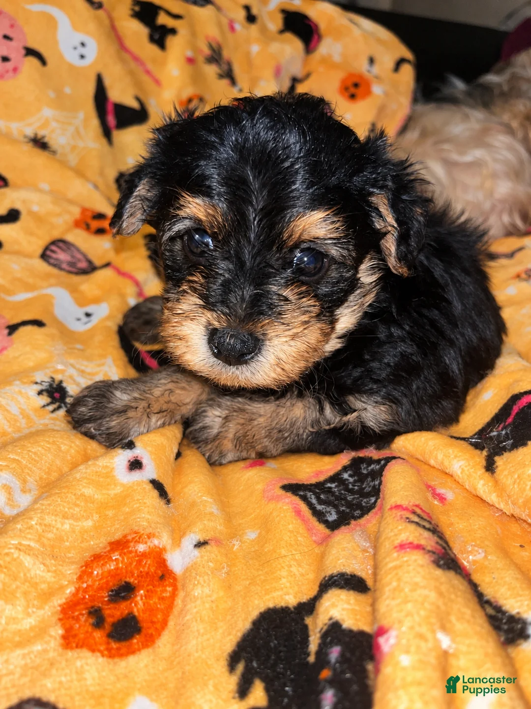 Yorkiepoo dogs for sale: Alfalfa  - Ad 2