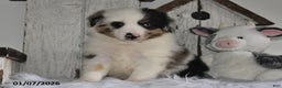 Miniature Australian Shepherd dogs for sale: Douglas - Ad 1