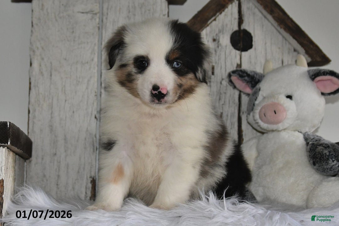 Miniature Australian Shepherd dogs for sale: Douglas - Ad 1