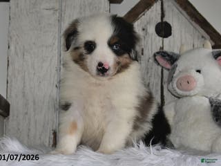 Miniature Australian Shepherd dogs Douglas - Ad 15
