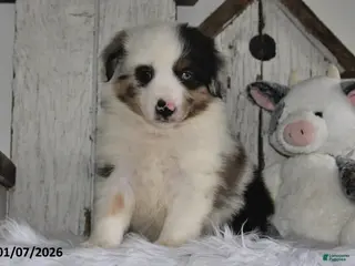Miniature Australian Shepherd dogs Douglas - Ad 5