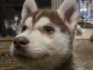 Siberian Husky dogs Ian - Ad 20